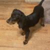 Coonhound puppy in need of a new home