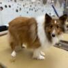 Looking for adult male Sheltie