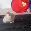 Rehoming lionlop bunny