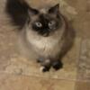 Looking for bicolor seal point Ragdoll stud service