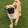 Female Pug puppy ready to go home!