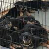 Beautiful family Rottweilers looking for loving home