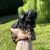 Male Yorkipoo Puppy For Sale - Bruno
