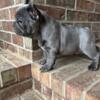 AKC registration available french bulldog puppies for sale