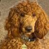 AKC 3 year old female poodle. Smaller sweet girl