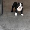 Male Pocket Bully blk and wht