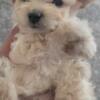 Miniature poodle for sale
