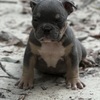 Exotic bullies puppies for sale
