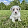 Merle Corgi Puppies Available