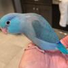 Tame blue parrotlet