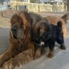 Chinese Tibetan mastiff puppies