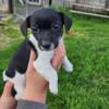 Peeps, female, tri color, Jack Russell terrier