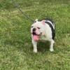 AKC Adult Female English Bulldog For Rehoming