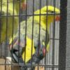Regent parakeet pair