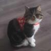 Male Exotic Shorthair - 1 year 10 months - Gray Tabby