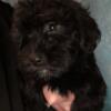 Havanese-Poodle puppy-girl