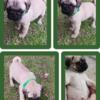 Pug puppies for sale in nc.