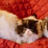Calico female, Himalayan and blue point female 1 and 2 year old 500 each