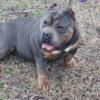 AMERICAN BULLY PUPS Abkc registered