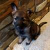 Sable AKC German Shepherd puppy