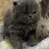 CFA blue grey large coat Persian Kitten