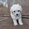 Miniature Poodle Puppies - Georgetown, Kentucky