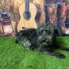 Morkie.  Maltese/Yorkie looking for a forever home