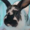 Angora/Holland Lop Mix Bunny for Sale