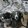 corso/pitbull  ST pups ready for new homes,