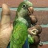 Green Quakers parrots