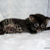 Stunning Charcoal Bengal kittens!