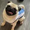 MALE PUG looking for new home