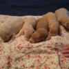 F1b Miniature Goldendoodle puppies