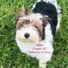 Yorkie Parti Female (Eastern KY, can meet halfway within reason for loving Home) 14 weeks