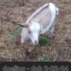 Nigerian/Mini Lamancha Goats