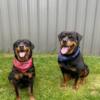 Adorable AKC Rottweiler puppies coming soon