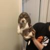 2 male beagle puppies for sale- ready for new homes  May 24th