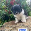 Shih-poo/Pomeranian Puppies