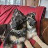 German Shepherd puppies  for sale