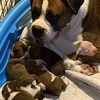 AKC BOXER PUPPIES AVAILABLE