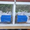 New Zealand bunnies for sale