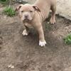 5 American bully puppies