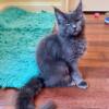 Maine Coon Blue  Male