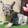 Pen French Bulldog male puppy for sale. $2,300