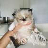 Purebred gorgeous Tortie Himalayan female rare