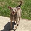 Female Chihuahua needs new home