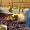 Need to rehome two sweet bonded female guinea pigs