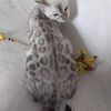 Female snow bengal looking for a quite home.
