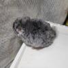 Baby chinchillas for sale