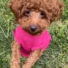 Toy poodle for sale in Clinton Maryland